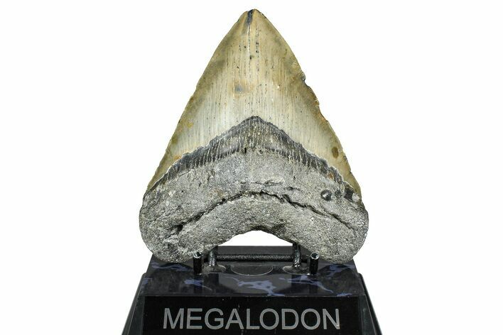 Fossil Megalodon Tooth - North Carolina #365006